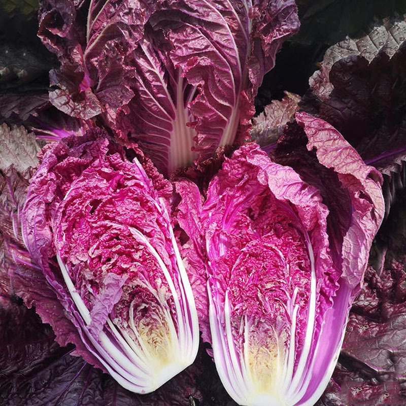 紫白菜种籽紫裔白菜种籽大白菜种孑大白菜种子白菜种籽秋