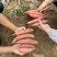 【热销】西瓜红红薯开封祥符区红薯大量上市货量超大价优