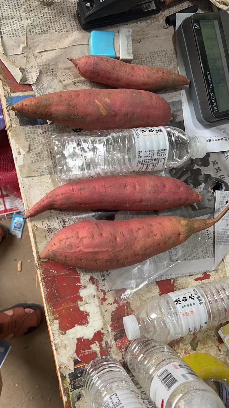 【热销】西瓜红红薯开封祥符区红薯大量上市货量超大价优