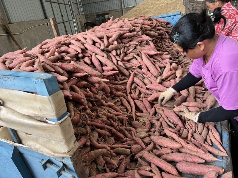 【热销】西瓜红红薯开封祥符区红薯大量上市货量超大价优