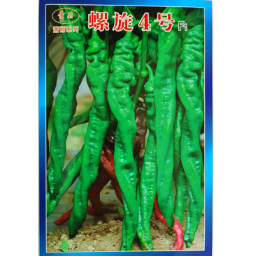 螺丝椒种子皱皮椒皮薄香辣味浓坐果能力强耐热高产