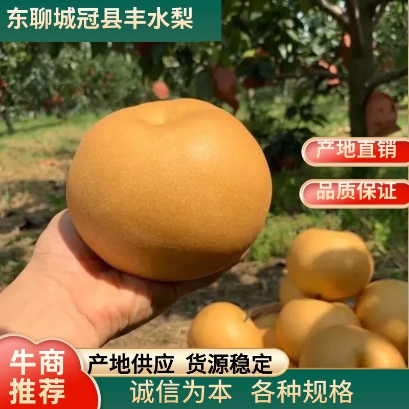 【推荐】山东丰水梨精品梨产地批发货源充足对接团代发全国