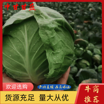 推荐精品甘蓝，产地直发宣菜一手货源上市中，大量供应