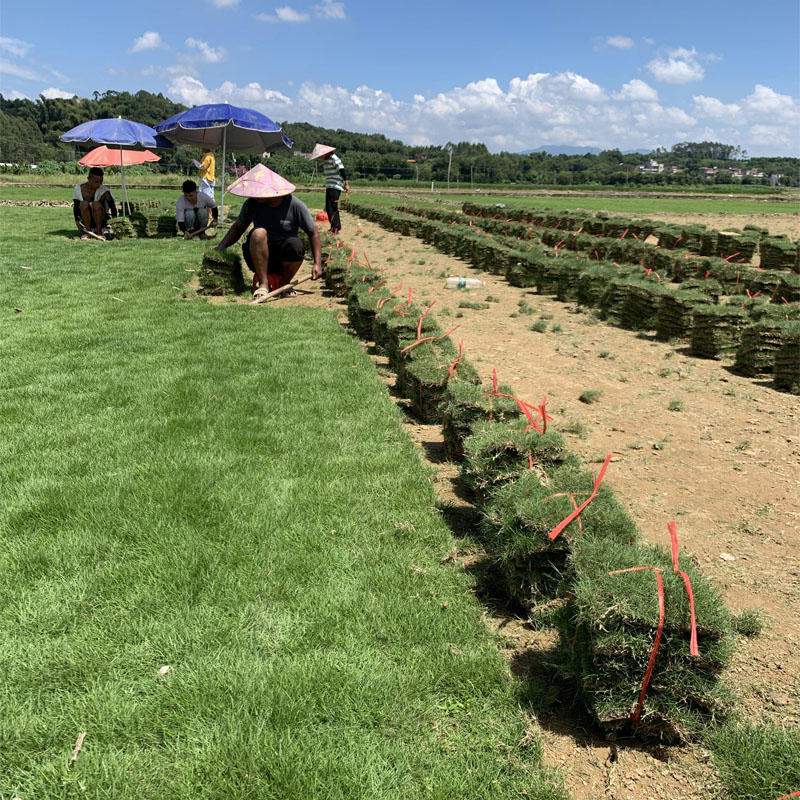 台湾草皮草卷广东基地长期大量供应保质保量