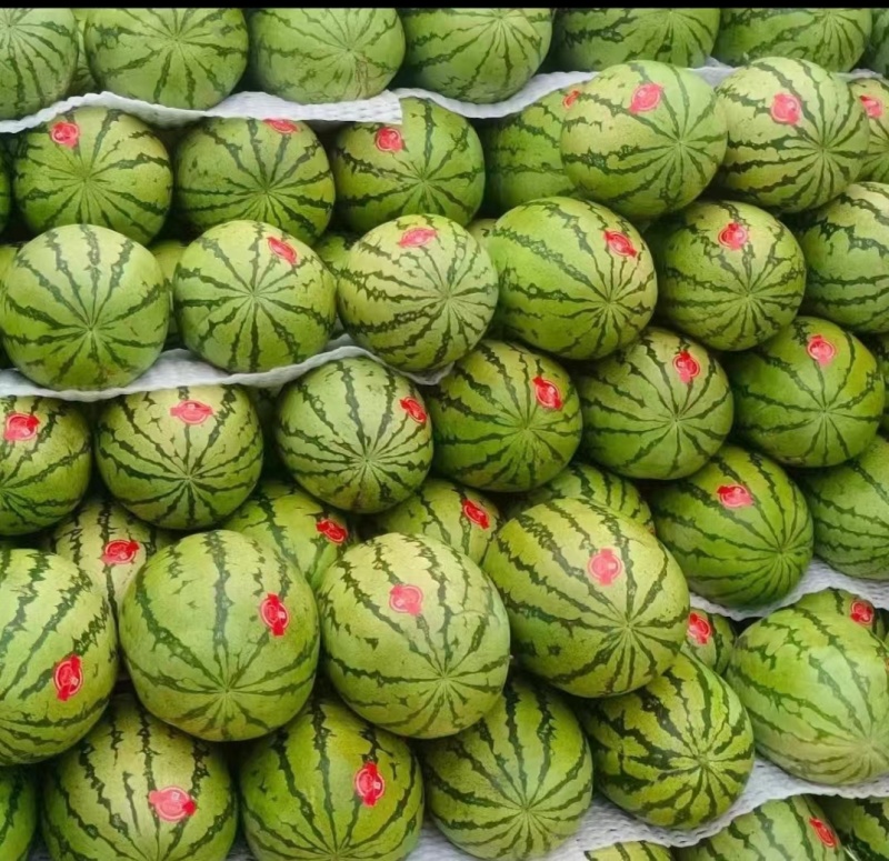 宁夏硒砂瓜包熟包甜专业团队一条龙服务产地直发