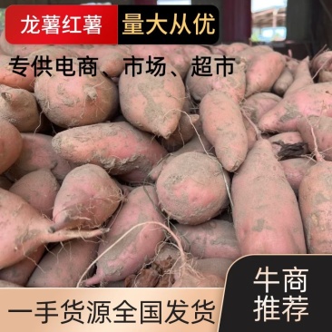 龙薯9号黄心3两以上。产品源自产地，诚信经营现挖现发