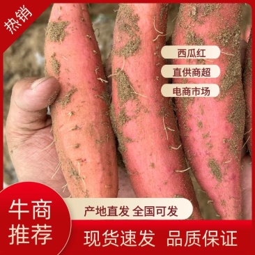 【热销】西瓜红红薯开封祥符区红薯大量上市货量超大价优