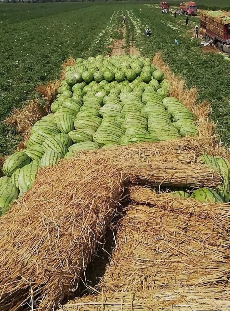 宁夏硒砂瓜各头大甜度高供货量大价格实惠实力商家