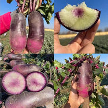 冰淇淋水果萝卜种子早熟紫皮绿肉蔬菜沙拉春秋陆地栽培