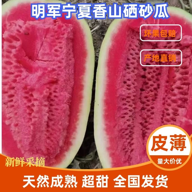 西瓜宁夏硒砂瓜中期高品质的硒砂瓜大量供应物美价廉