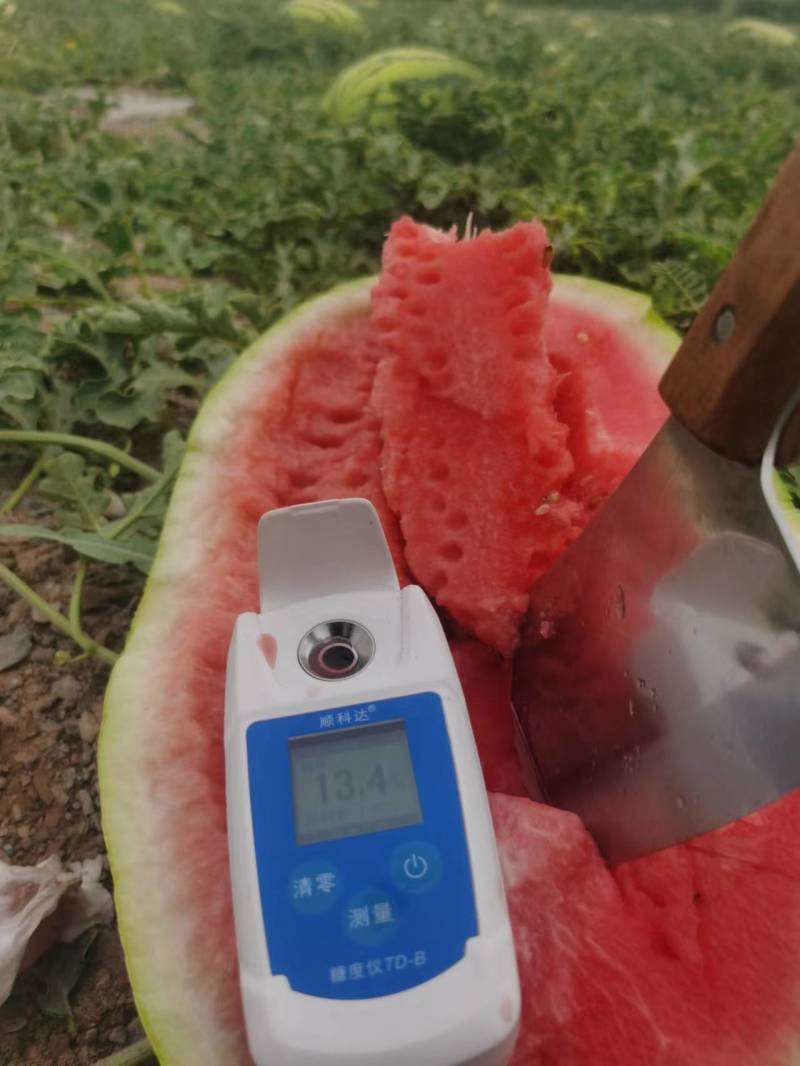 西瓜宁夏硒砂瓜中期高品质的硒砂瓜大量供应物美价廉