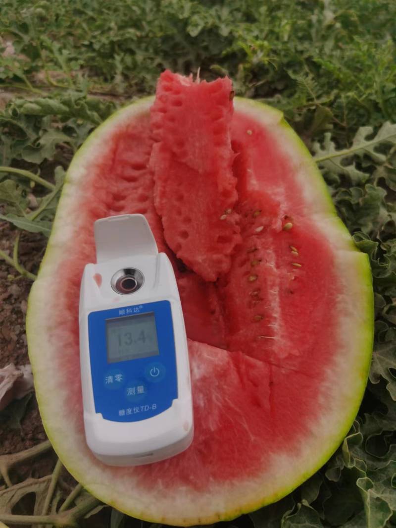 西瓜宁夏硒砂瓜中期高品质的硒砂瓜大量供应物美价廉