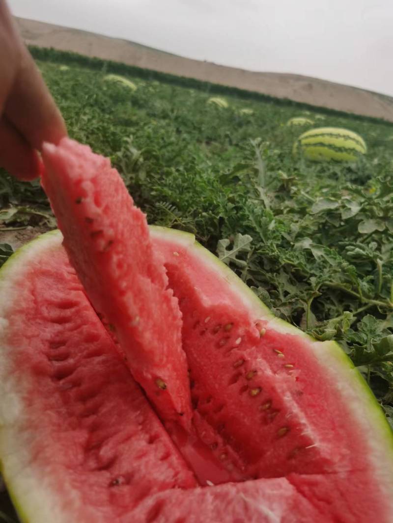 西瓜宁夏硒砂瓜中期高品质的硒砂瓜大量供应物美价廉
