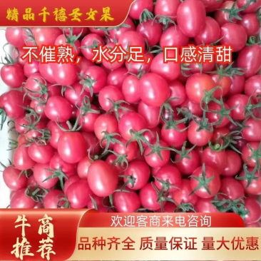 精品圣女果，千禧圣女果一手货源视频看货品质保证以质论价