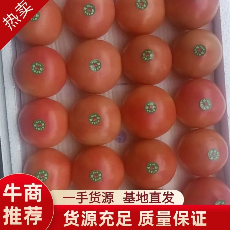 寿光硬粉西红柿原产地，欢迎商超和和各大批发商
