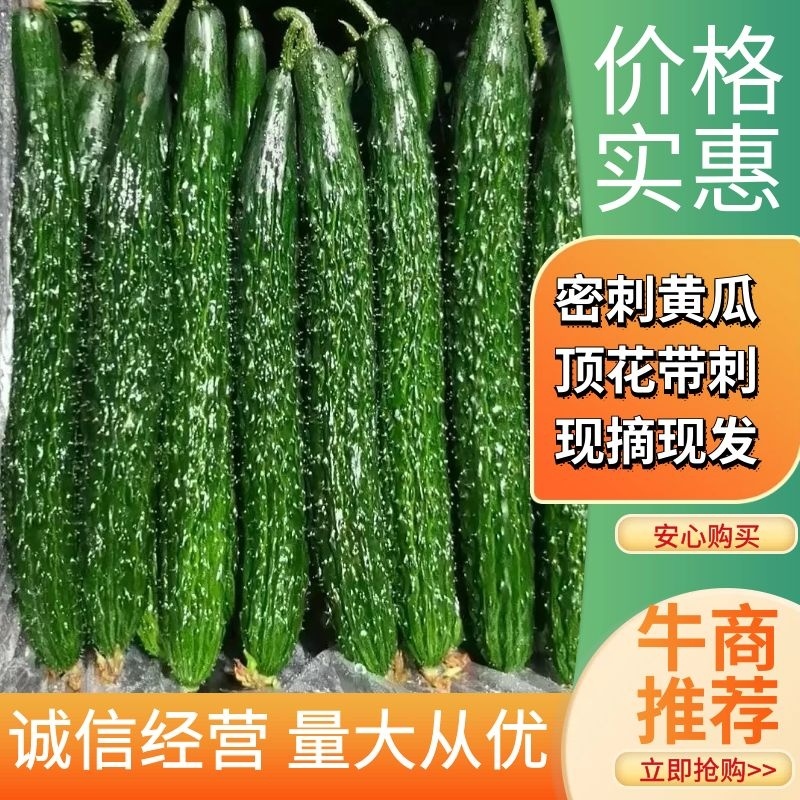 黄瓜密刺黄瓜云南元谋黄瓜产地直发新鲜现采品质保证