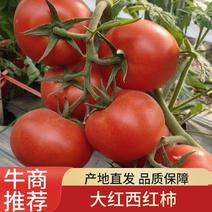 西红柿番茄红果粉果产地直发规格齐全，欢迎来电采购