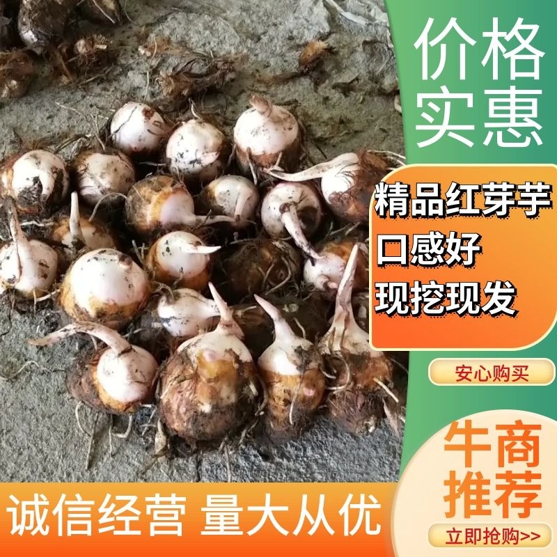 芋头红芽芋江西紫溪红芽芋皮薄肉白口感丰富欢迎电联