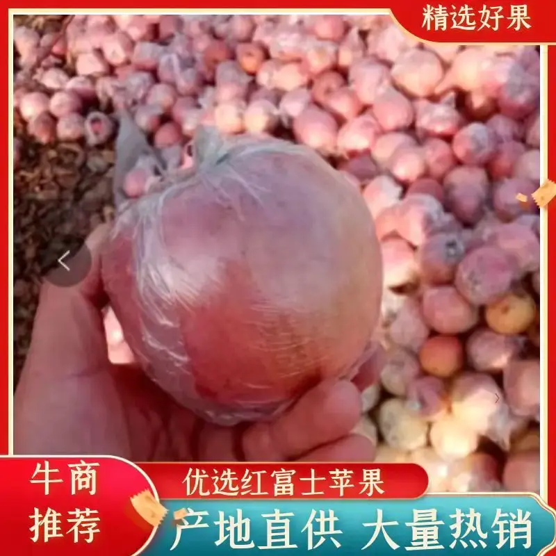 【热卖】山东红富士，库存膜袋苹果75#通货，产地直发