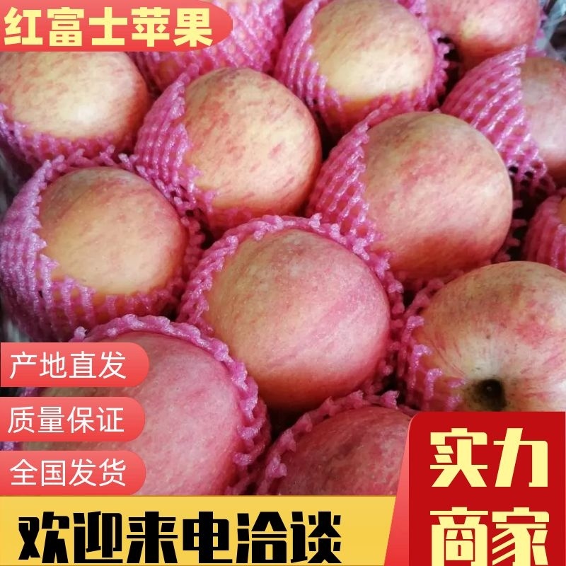 【热卖】山东红富士，库存膜袋苹果75#通货，产地直发