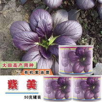 紫美紫油菜种子鸡毛菜种子高产四季紫色小青菜小白菜种子