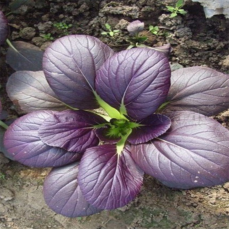 紫美紫油菜种子鸡毛菜种子高产四季紫色小青菜小白菜种子