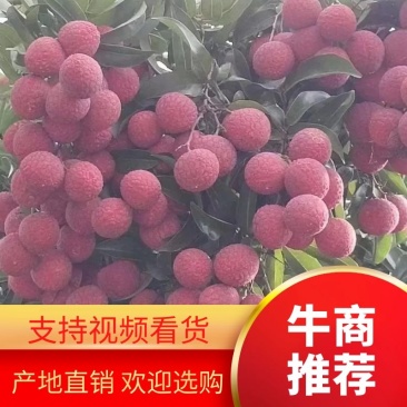 广西桂平禾荔大量上市，有市场销量的老板联系我
