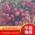广西桂平禾荔大量上市，有市场销量的老板联系我