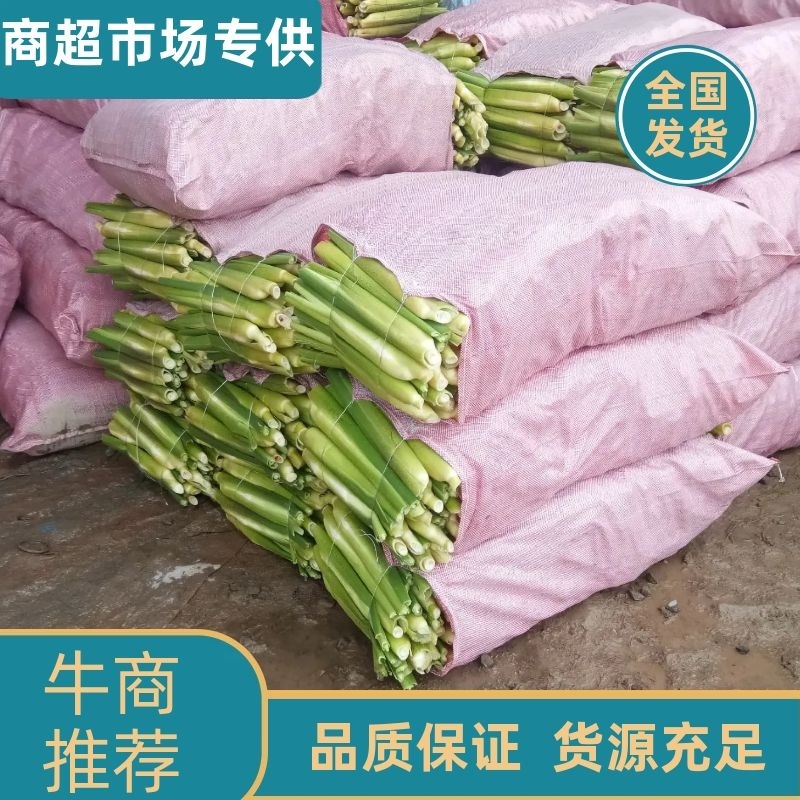 精品茭白，美人茭，茭白笋，十月茭，浙江丽水茭白产地直供