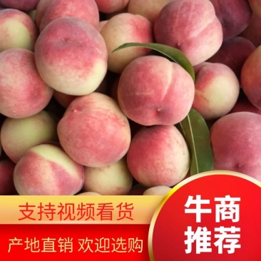 水蜜桃春美春雪春蜜早甜露,黄桃,高山无污染绿色产品