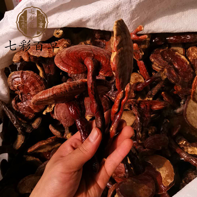 灵芝带柄灵芝个山东七彩百草中药材批发多种规格产地供应