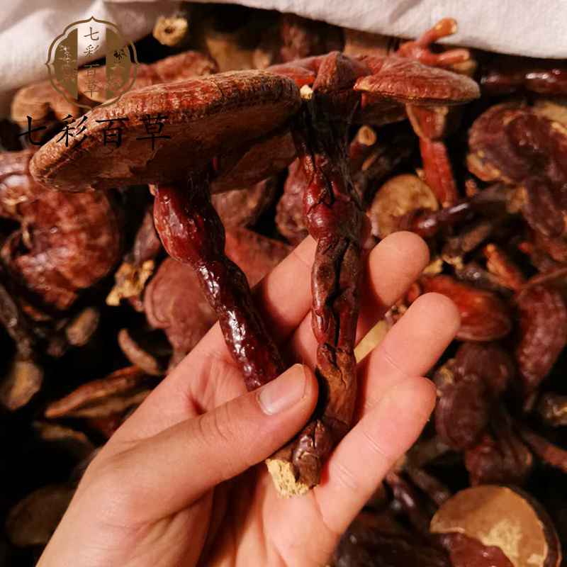 灵芝带柄灵芝个山东七彩百草中药材批发多种规格产地供应