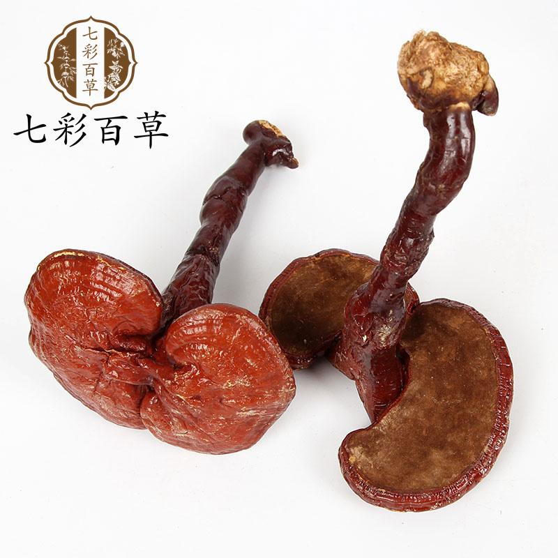 灵芝带柄灵芝个山东七彩百草中药材批发多种规格产地供应