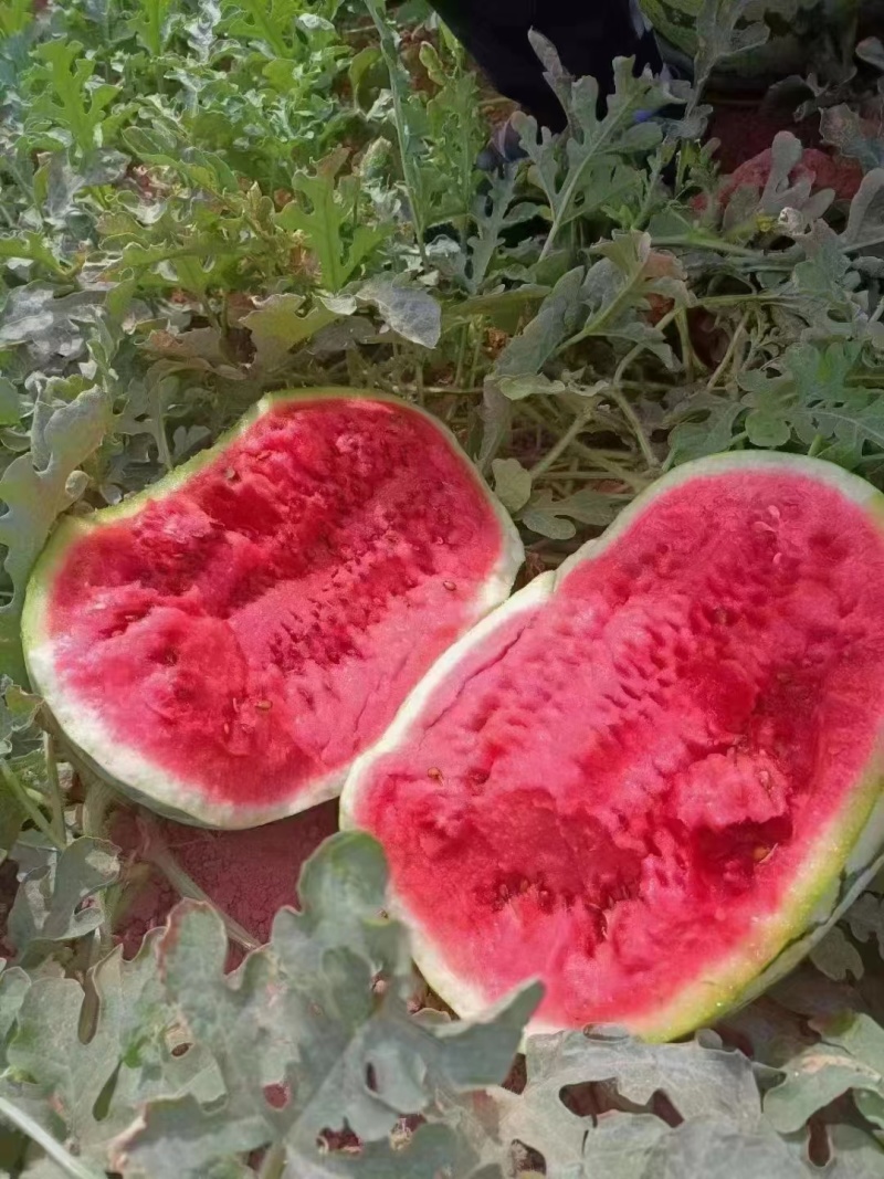 硒砂瓜宁夏中卫西瓜石头瓜巨甜原产地直销诚信代发
