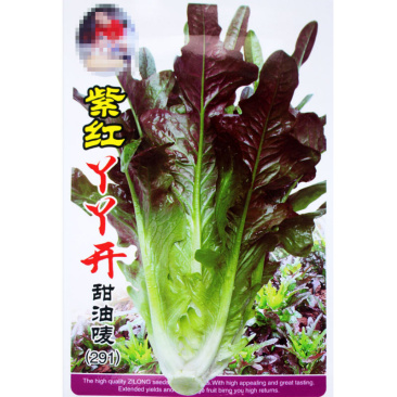 油麦种子紫色油麦菜早熟生长速度快高产甜唛菜