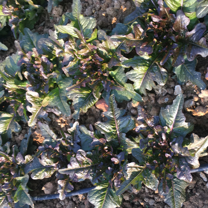 油麦种子紫色油麦菜早熟生长速度快高产甜唛菜