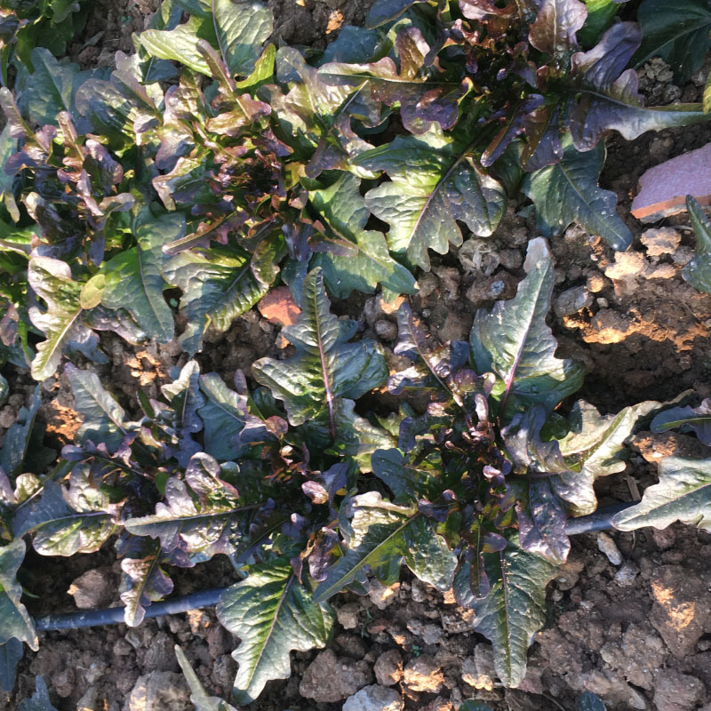 油麦种子紫色油麦菜早熟生长速度快高产甜唛菜