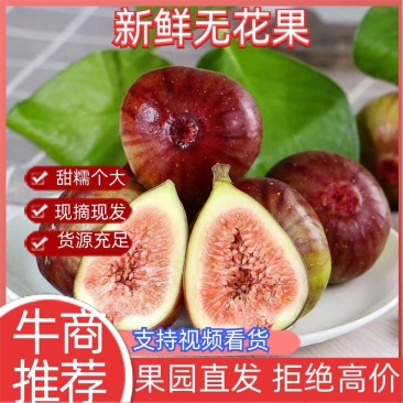 【推荐】江苏精品波姬无花果基地直供一手货源货源采购