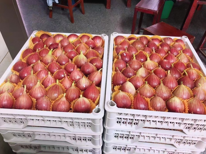 【推荐】江苏精品波姬无花果基地直供一手货源货源采购