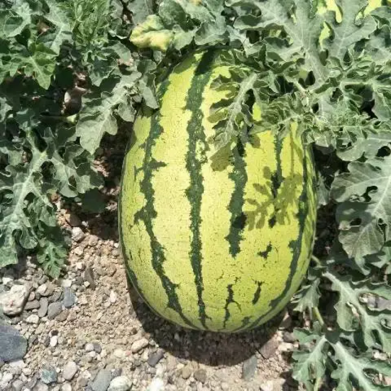 【推荐】内蒙西瓜，金花西瓜大量上市皮毛亮包熟包甜