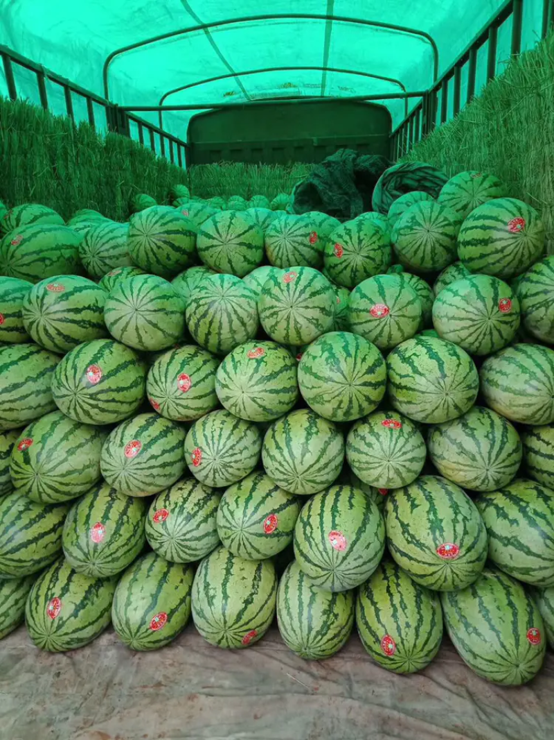 【推荐】内蒙西瓜，金花西瓜大量上市皮毛亮包熟包甜