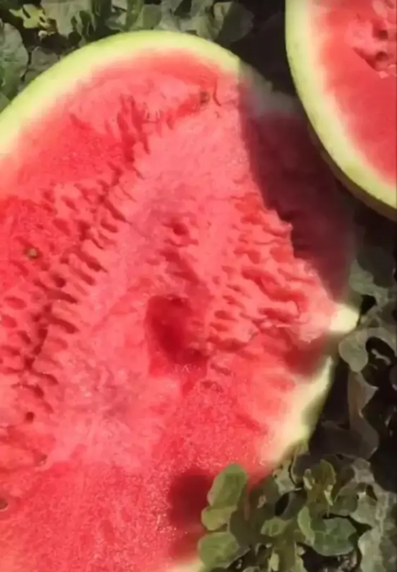【推荐】内蒙西瓜，金花西瓜大量上市皮毛亮包熟包甜