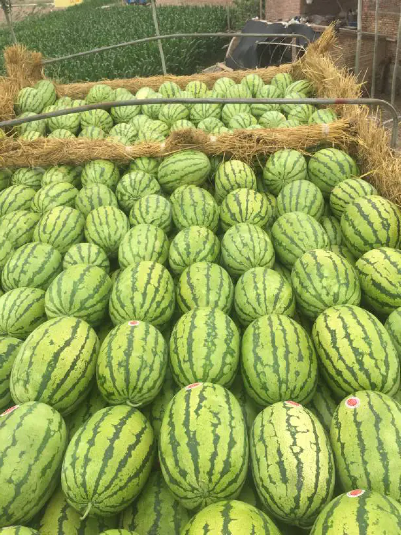 【推荐】内蒙西瓜，金花西瓜大量上市皮毛亮包熟包甜