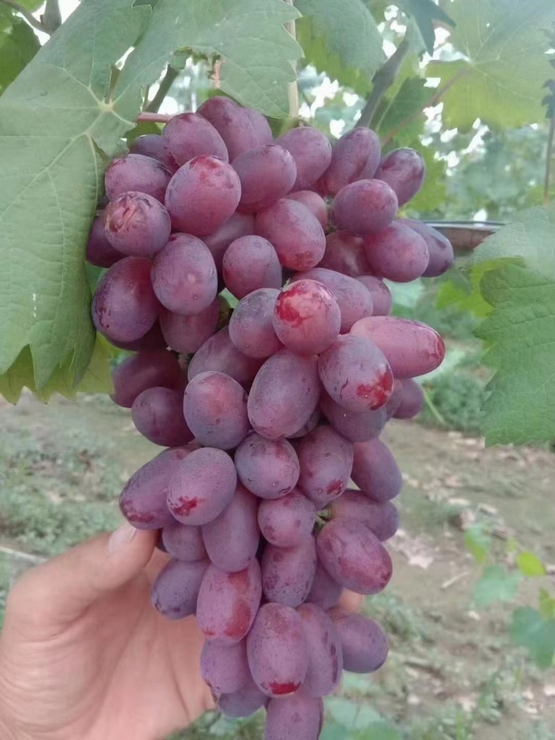 精品巨盛一号葡萄大量上市颗粒饱满甜度高欢迎