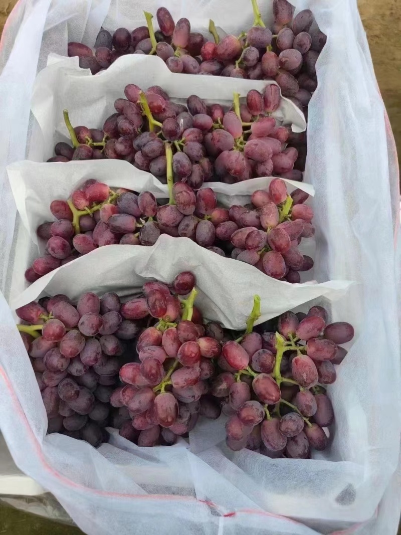 精品巨盛一号葡萄大量上市颗粒饱满甜度高欢迎