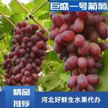 精品巨盛一号葡萄大量上市颗粒饱满甜度高欢迎