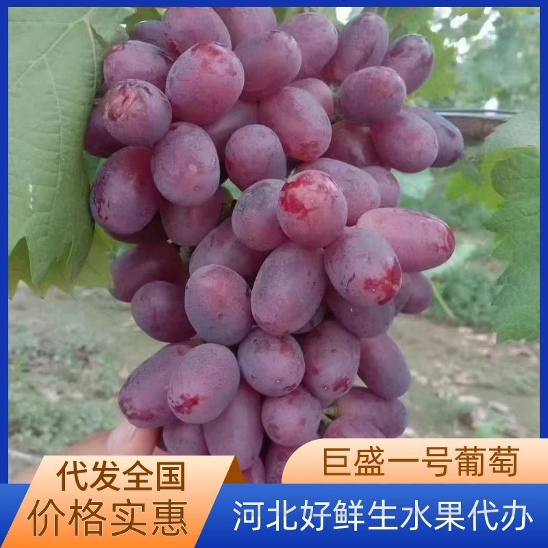 精品巨盛一号葡萄大量上市颗粒饱满甜度高欢迎