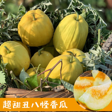 丑八怪甜瓜种子金疙瘩高产薄皮甜脆香甜瓜籽露天