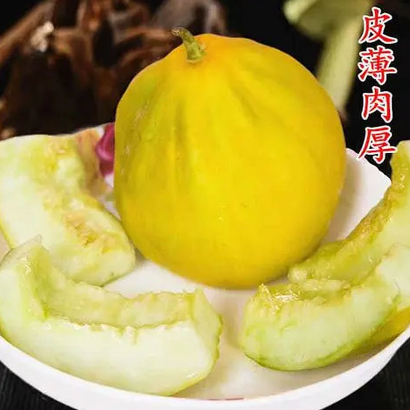 丑八怪甜瓜种子金疙瘩高产薄皮甜脆香甜瓜籽露天