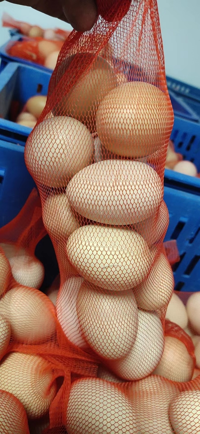 土鸡蛋初生蛋鸡蛋鲜发品质保证全国发货